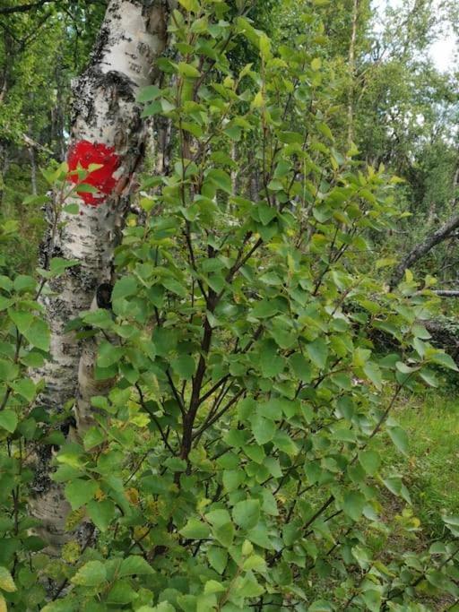 Na Er Vinteren Kommet Til Hallingdal Al Exterior foto